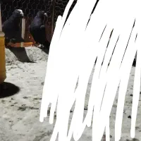 کبوتر گم شده زاغ پرستو سیاه هرکس گرفته زنگ بزنه