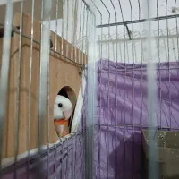 جفت کوتوله برزیلی بامزه و یک عروس هلندی ماده
