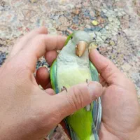 راهب بازی گوش|پرنده|فردیس, شهرک ۱۱۰|دیوار