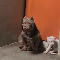 سگ اگزوتیگ|سگ|تهران, تهرانپارس شرقی|دیوار