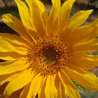 خرید چوب پسته