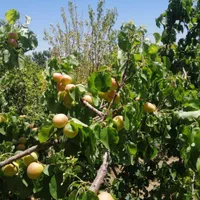 فروش  و معاوضه باغ  روستای زواریان|فروش خانه و ویلا|قم, میرزائیه|دیوار