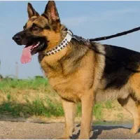 ژرمن اصیل رایگان