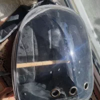 گربه ۴ ماهه بریتیش|گربه|شاهین‌شهر, شهرک هشت بهشت|دیوار