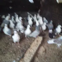 کبوتر پلاکی|پرنده|تفت, |دیوار