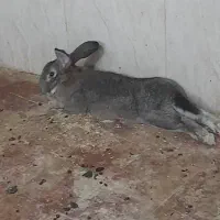 خرگوش جاینت(غول)|موش و خرگوش|ساوه, |دیوار