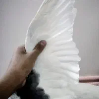 کبوتر ماده|پرنده|نیمروز, |دیوار