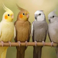 عروس هلندی