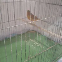 قناری نر دارچین و سبز|پرنده|کرمان, |دیوار