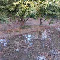 باغ1000متری-دیوار-کشی-چاه-اختصاصی-دستگرد-مهرآوران
