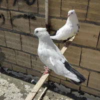 کبوتر