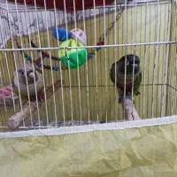 فروش پرنده گرنچینک