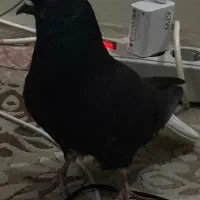 زاغ دم سفید|پرنده|تهران, علم و صنعت|دیوار