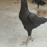 جفت مرغ
