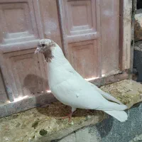 کبوتر ماهرو|پرنده|رزن, |دیوار