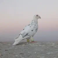 کبوتر|پرنده|تربت جام, جامی|دیوار