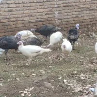 بوغلمون محلی