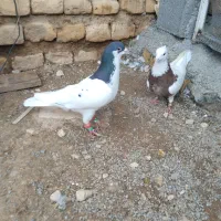 کبوتر شهری