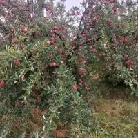 سیب زرد قرمز