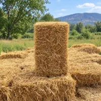فروش کا (سراچینا) خشک
