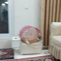 یک جفت عروس