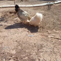 پرنده مرغ خروس