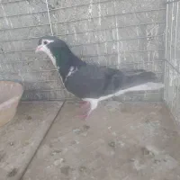 نر‌سیاه‌‌شیرازی