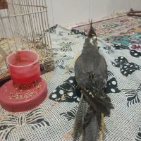 (فروش ویژه) عروس هلندی دستی دانخور و قفس خیلی بزرگ