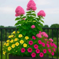 اصلاح کردن باغ باغچه تمیزکردن شمشاد