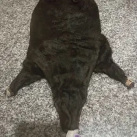 خیگ|صنایع دستی و سایر لوازم تزئینی|لردگان, |دیوار