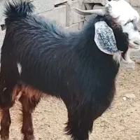 کهر بره چاق