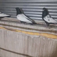 کبوتر زینتی فروشی|پرنده|پاکدشت, پاکدشت (مامازند)|دیوار