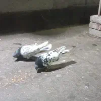 یک جفت کله به ضمانت
