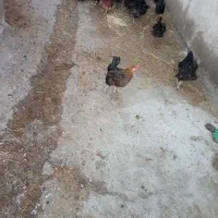 مرغ بومی|حیوانات مزرعه|شهرضا, |دیوار