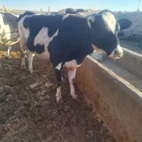 گاو و گوساله نخری