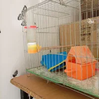 قفس پرنده با تمام وسایل