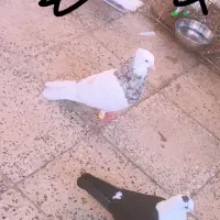 کلاغ طوقی دورگ