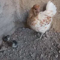 مرغ گلین