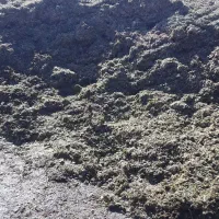 یونجه درجه یک و سیلو|عمدهفروشی|دشتابی, |دیوار