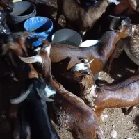 کهر