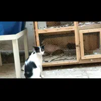 گربه گم شده در صفاییه بیگدلی