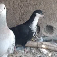 رسمی  ریش بردسیر|پرنده|کرمان, |دیوار