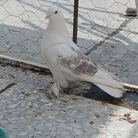 کبوتر