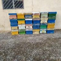 کندوی زنبور عسل معاوضه بازنبور