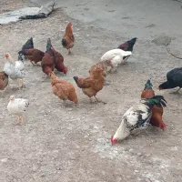 خروس