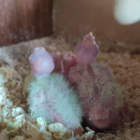 جفت عروس هلندی مولد با جوجه|پرنده|تهران, نازی‌آباد|دیوار