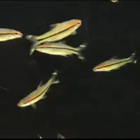 ماهی ردلاین و شارک دم قرمز