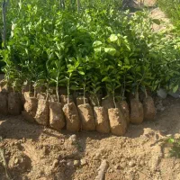 گل وگیاه کریمی ونهال مرکبات وسرو بادام نخل وغیره
