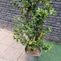 یاس هلندی فروش فوری