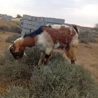 نری مخصوص داشت